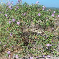 Osbeckia aspera Blume